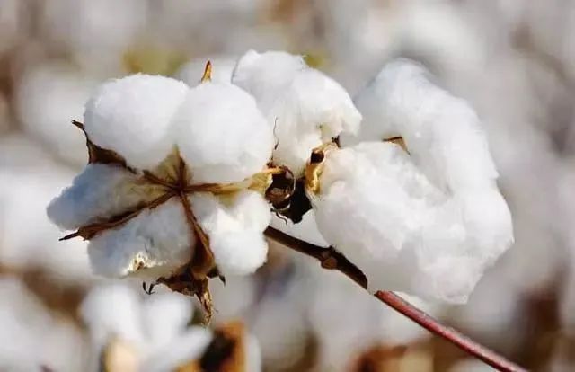 取暖全靠“抖”？在沒(méi)有棉襖、羽絨服的古代，是如何御寒的~(圖12)